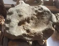 mammoth head dish 2.webp