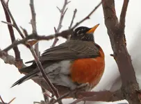 robin 010916 a.webp