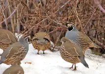 0111.webp