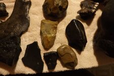New finds in Bone valley 024.JPG