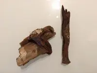 NSB spike and wood from shipwreck.webp