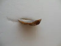 DSCN1514.webp