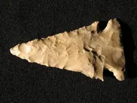sharks teeth and more 012.webp