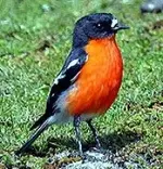 flaming robin.webp