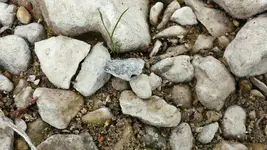 in situ.webp