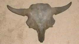 skull.webp