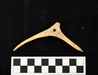 archaic bone tool.webp