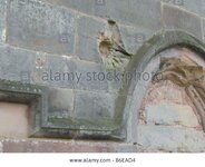 english-civil-war-cannonball-hole-in-church-wall-tong-shropshire-B6EAD4[1].jpg