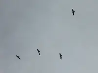hawk with company.webp