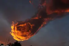 309F184700000578-3419473-image-a-157_1453913928872.webp