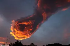 309F186100000578-3419473-image-a-158_1453913928875.webp