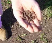worms.webp