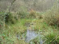 square pond.webp