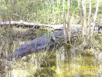 big cypress gator1.webp