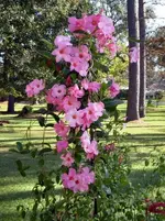Mandevilla2.webp