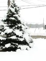 12-31-2007 Winter Scene 037.webp