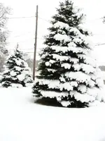 12-31-2007 Winter Scene 033.webp