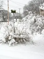 12-31-2007 Winter Scene 025.webp