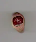 !_Ring_1.webp
