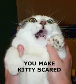 kitty.webp