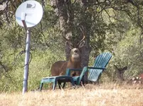 buck 2007 009.webp