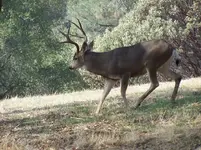 buck 2007 013.webp