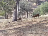 buck 2007 015.webp