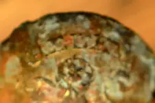 HELENA BUTTON (8).webp