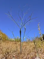 desert-trumpet-indicator-species.webp