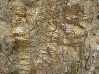 vein 5-17-14 008.webp