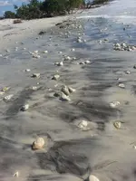 Florida 011716 130.webp