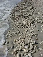 Florida 011716 131.webp