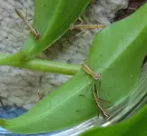 DSCN9967.webp