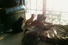 dogs and cat.webp