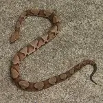 copperheadnkh.webp