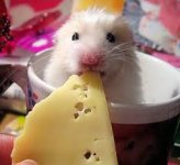 mouse and cheese.jpg