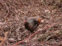 DSCN0182.webp