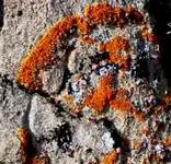 SandstoneMarkingscrop3.webp