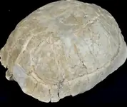 tortoiseshellfossil.webp