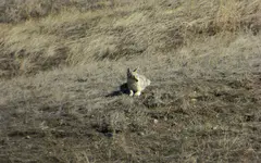 coyote 022816.webp
