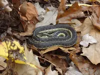 garter snake 11.webp