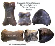 horse_equus_phalanges.webp