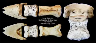 horse_neohipparion_phalanges.webp