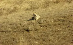 creek 022816 C.webp