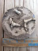 ImageUploadedByTreasureNet.com1460217684.566606.webp