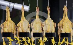 five-yellow-hanging-pluck-raw-chicken-food-market-peru-chickens-marketplace-huaraz-64265544.jpg