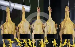 five-yellow-hanging-pluck-raw-chicken-food-market-peru-chickens-marketplace-huaraz-64265544.webp