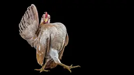 sfw_hero_2_book022_thewalk_cock_eg_pobeda.webp