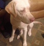 wheeeekend-1.gif