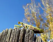 mantis.webp